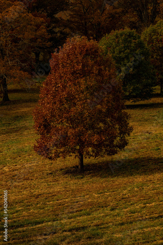 autumn tree with fall colors