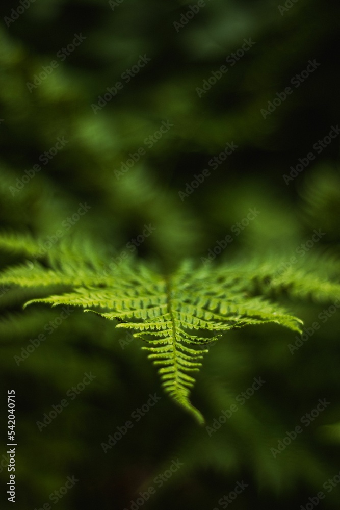 Vertical shot of a green fern plant leaf in a shallow focus