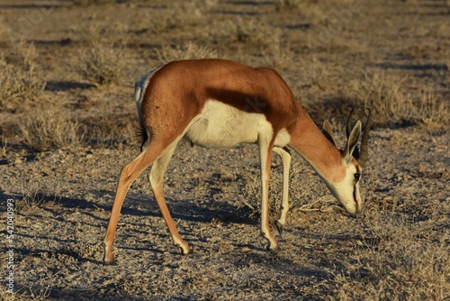 Springbock (antidorcas marsupialis) im Etoscha Nationalpark in Namibia. 