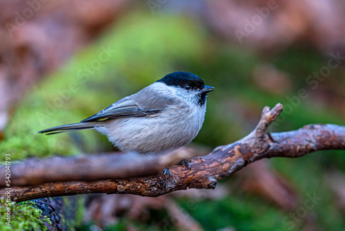 A white-gray bird marsh tit sits on a dry branch above a log overgrown with moss