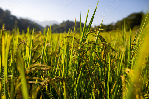 golden rice fields
