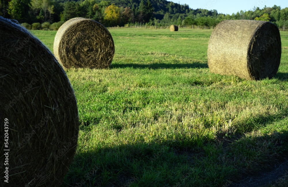 Hay bales in a mowed field surrounded by forest in late summer in Quebec Hay bales in a mowed field surrounded by forest in late summer in Quebec