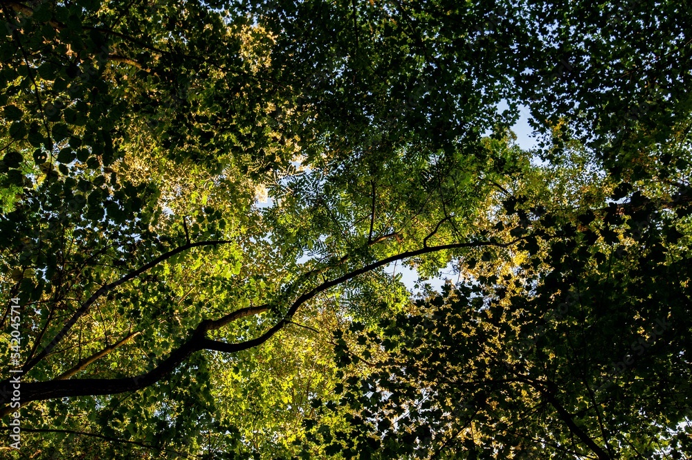 Fototapeta premium Low-angle shot of tall trees with green leaves in a forest during the daytime