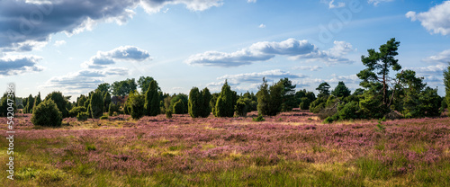 Panorama aus der Lüneburger Heide