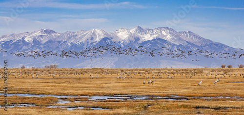 Migrating Greater Sandhill Cranes in Monte Vista, Colorado photo
