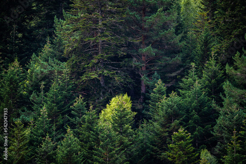 Close-up landscape of green pine trees. Fir trees forest evergreen background.