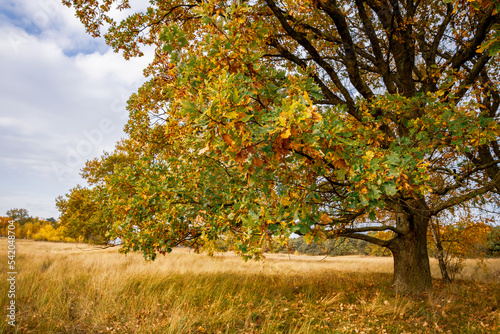 Samotne drzewo w jesiennych barwach. Jesienny krajobraz. 
