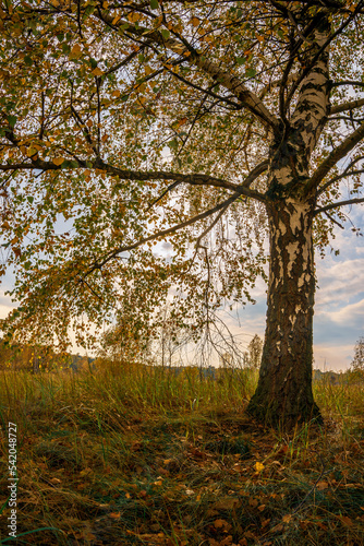 Samotne drzewo w jesiennych barwach. Jesienny krajobraz. 