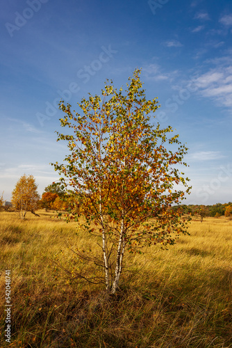 Drzewo brzoza w jesiennych barwach. Jesienny krajobraz. 