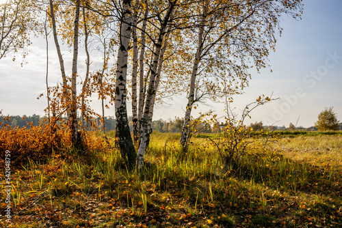 Fototapeta Naklejka Na Ścianę i Meble -  Drzewo brzoza w jesiennych barwach. Jesienny krajobraz. 