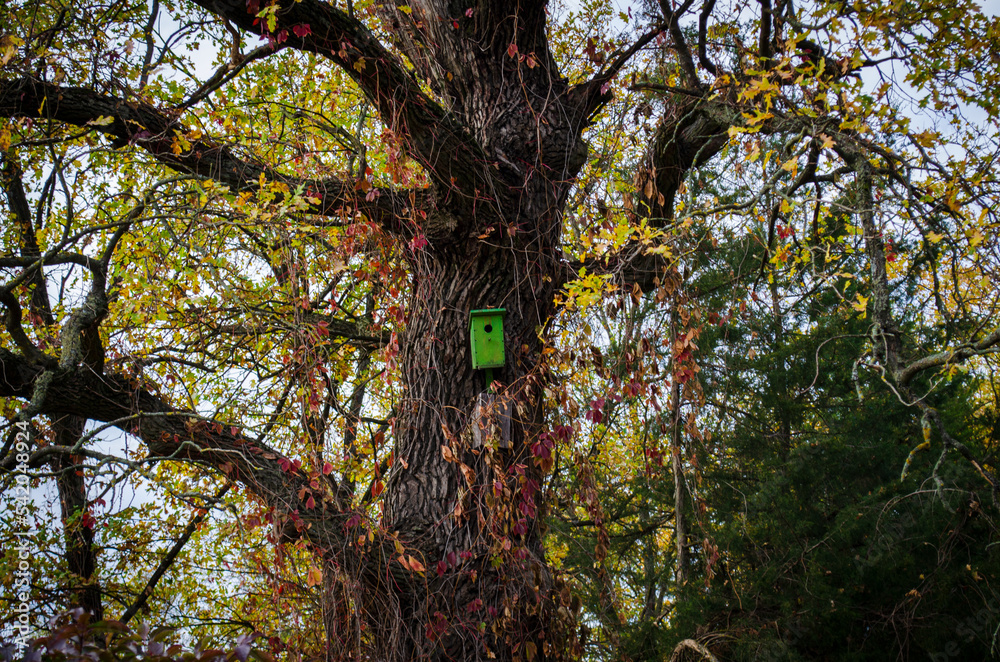 Obraz premium old oak tree 