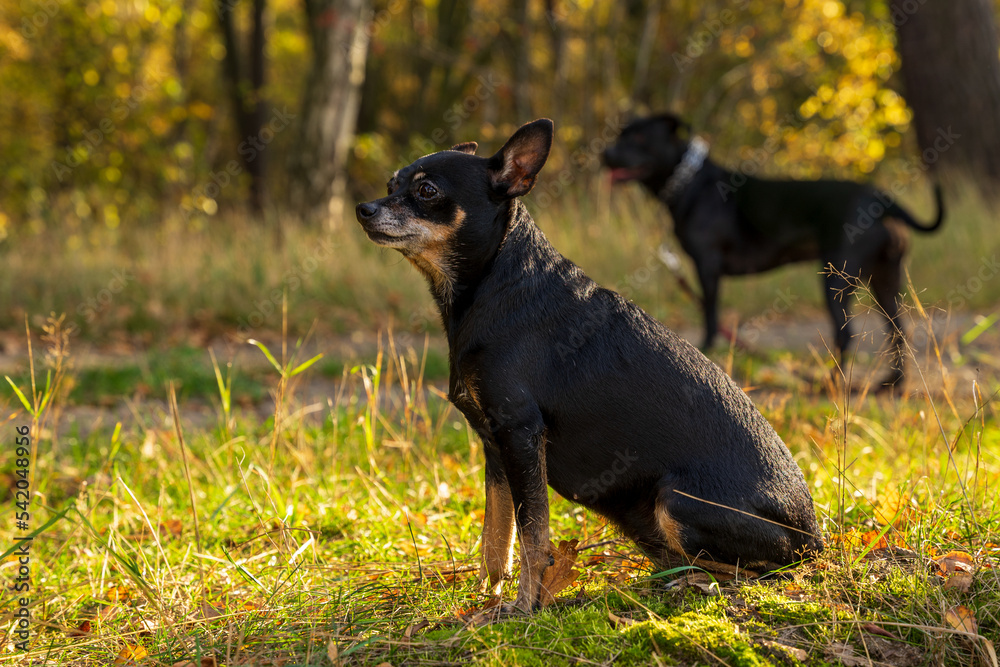 Dwa czarne psy na spacerze, jesienny las, zielona trawa.  - obrazy, fototapety, plakaty 