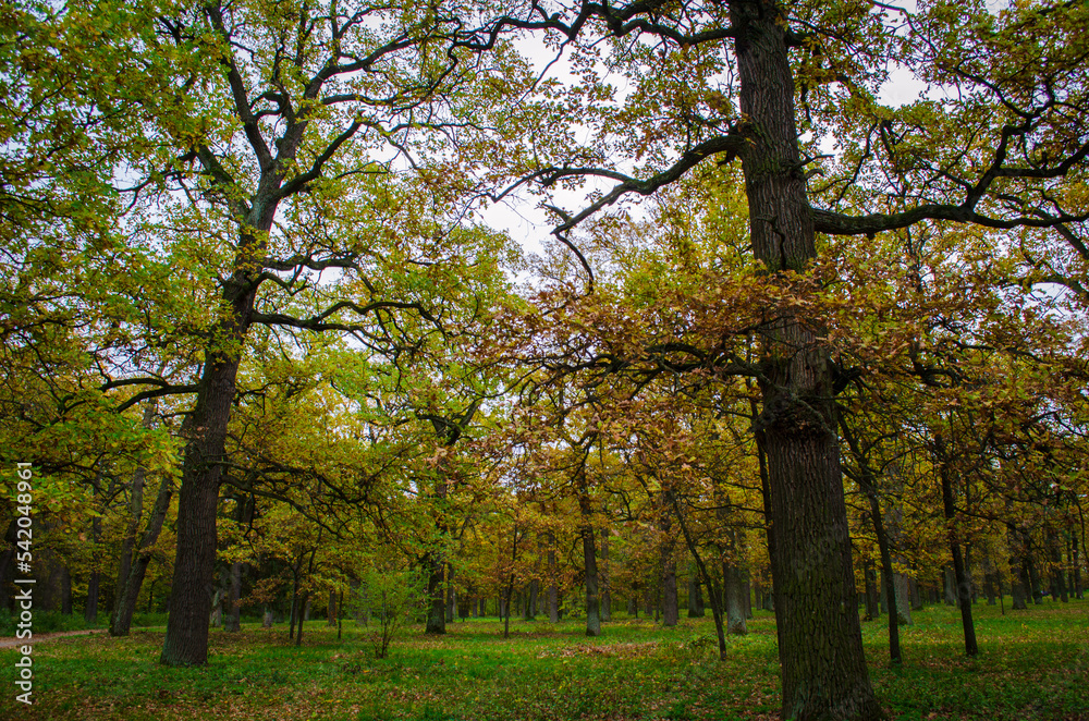 autumn in the park autumn in the park
