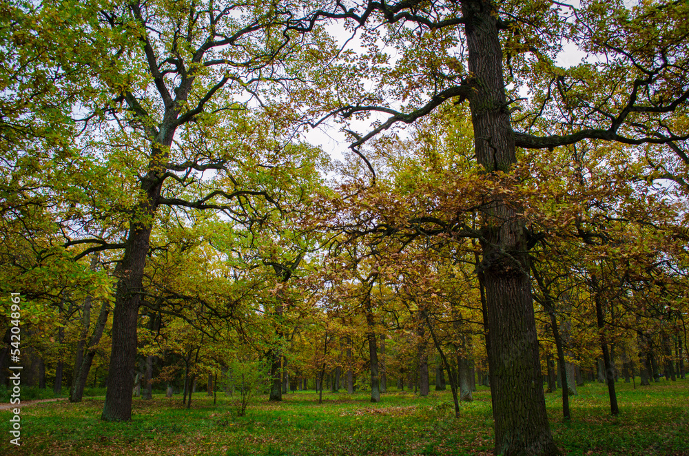 autumn in the park