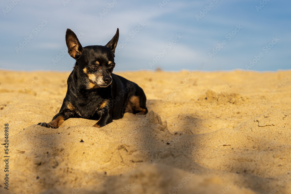 Mały czarny pies, pinczer miniatura leży na piasku.  - obrazy, fototapety, plakaty 