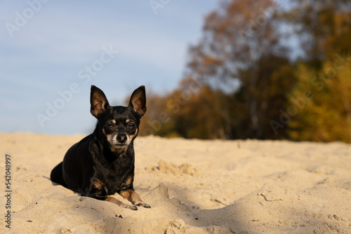 Mały czarny pies, pinczer miniatura leży na piasku.  © Aneta