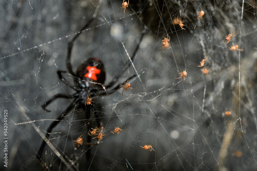Southern Black Widow spider babies climbing on their web, with their