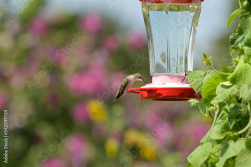 Ruby-throated Hummingbird drinking nectar form a feeder in sunny summer garden with floral background; with copy space