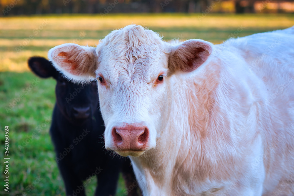 A charlais cow in a pasture. A charlais cow in a pasture.