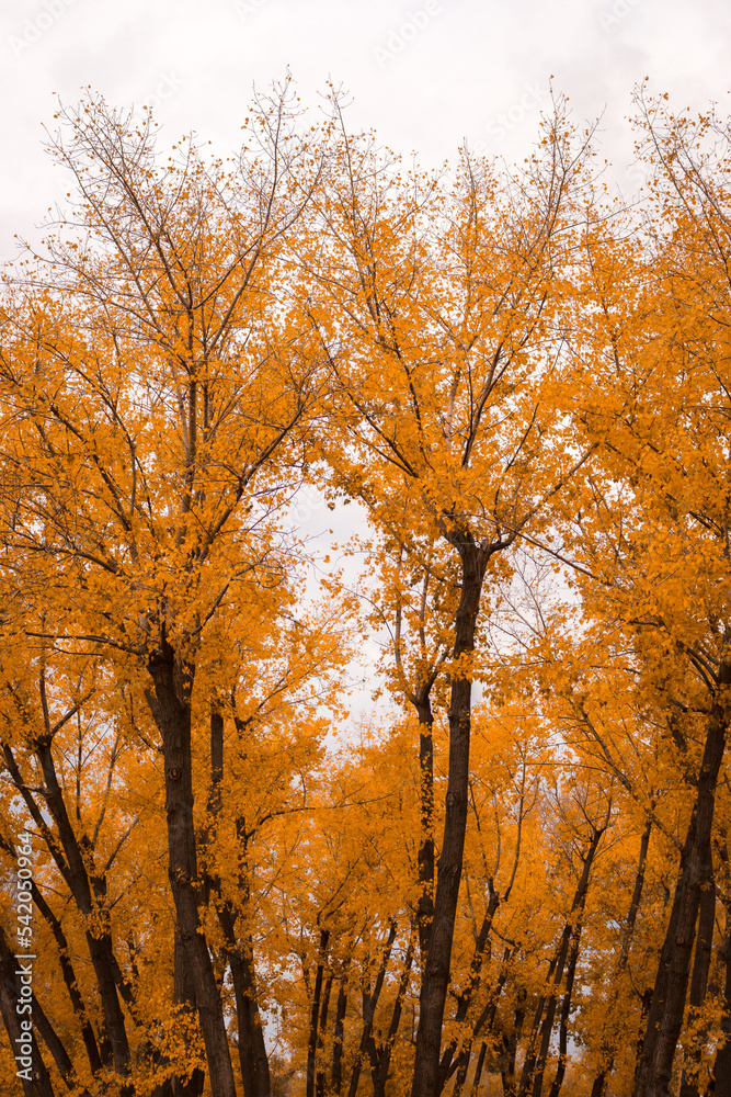 Golden autumn in park. November landscape. Autumn scenery. Autumn trees in forest. Picturesque fall. Oak woods. Autumn wallpaper. October concept. Autumnal nature.