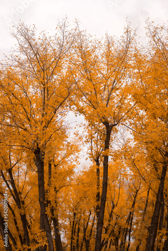 Golden autumn in park. November landscape. Autumn scenery. Autumn trees in forest. Picturesque fall. Oak woods. Autumn wallpaper. October concept. Autumnal nature.