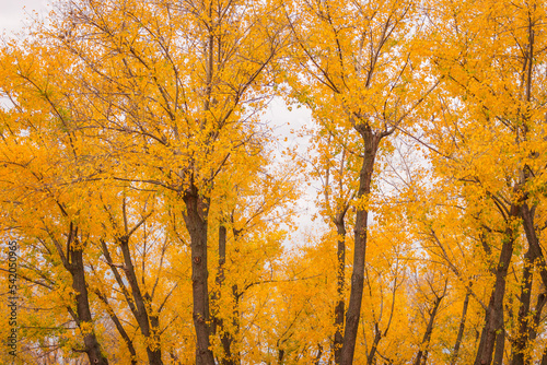 Golden autumn in park. November landscape. Autumn scenery. Autumn trees in forest. Picturesque fall. Oak woods. Autumn wallpaper. October concept. Autumnal nature.