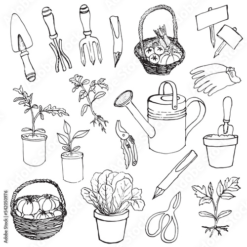 Garden tools and harvest. Vegetables in a basket and salad in a pot. Vector hand drawn illustration. Design for coloring pages or printing