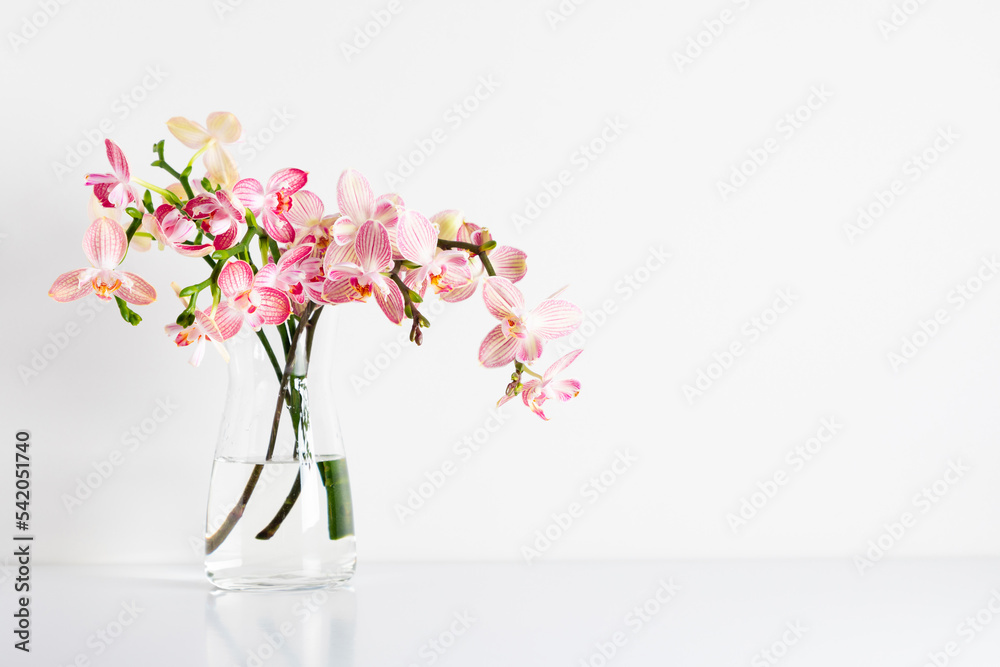 Beautiful flowers composition. Bouquet pink orchids in glass vase on white table. Pink phalaenopsis orchid flower white  background. Concept Valentines Day, Happy Women's Day.