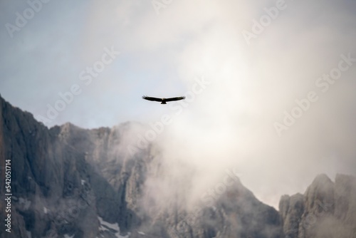 Bird flying high above the mountains covered in mist