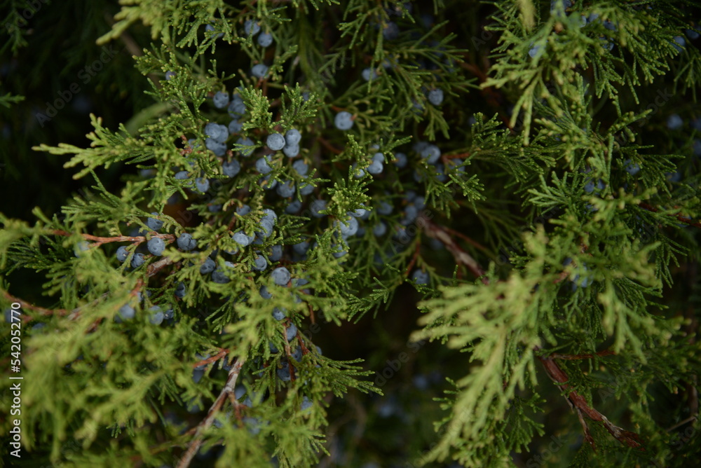 background green juniper branches texture ripe blue berries close-up gradient turquoise color fragrant spice in nature background green juniper branches texture ripe blue berries close-up gradient turquoise color fragrant spice in nature