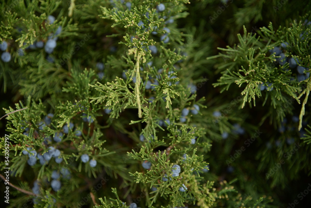 background green juniper branches texture ripe blue berries close-up gradient turquoise color fragrant spice in nature