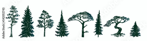 Pine tree silhouette collection, hand drawn doodle sketch, black and white vector illustration