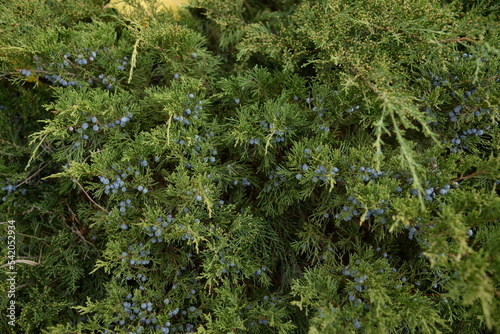background green juniper branches texture ripe blue berries close-up gradient turquoise color fragrant spice in nature photo