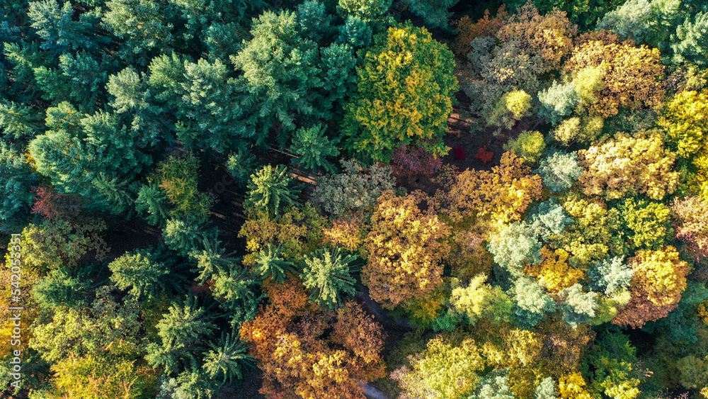 yellow and green autumn forest yellow and green autumn forest