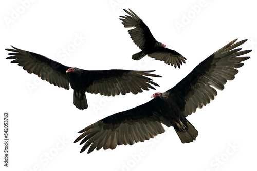 Turkey Vulture Isolated photo