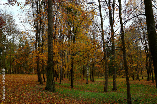 Colorful golden trees on a sunny autumn day