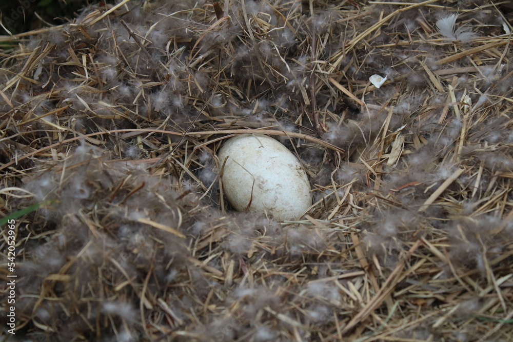 Goose egg in nest