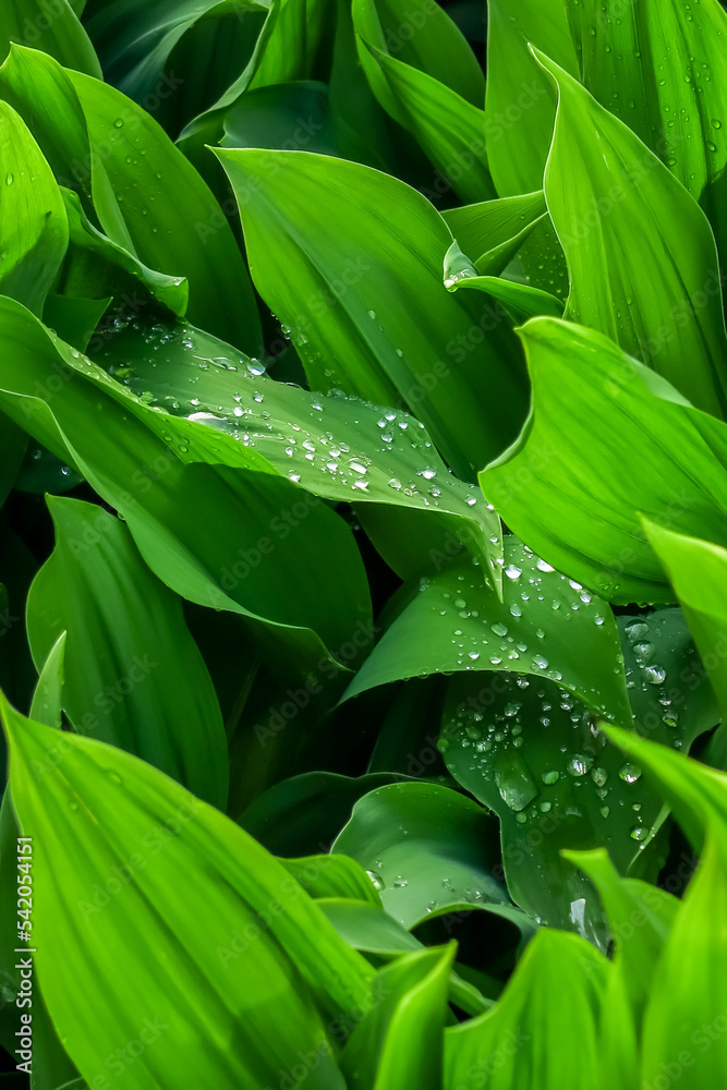 lily of the valley leaves with water drops after rain. natural green background lily of the valley leaves with water drops after rain. natural green background