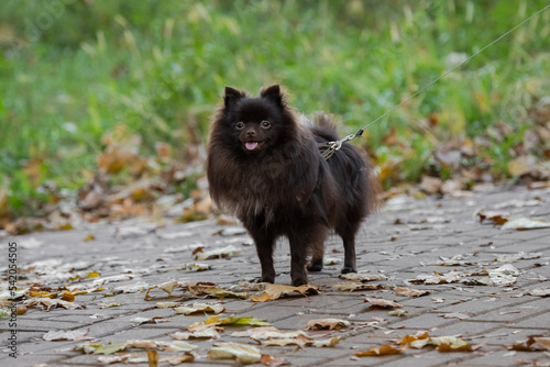 The dog is waiting for the owner. Dog ball. Dog playground. Dog breed. Purebred animals. Fluffy pet. © Larysa