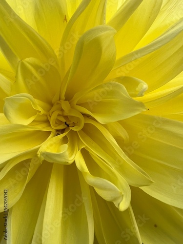 bright flower close-up on an autumn day