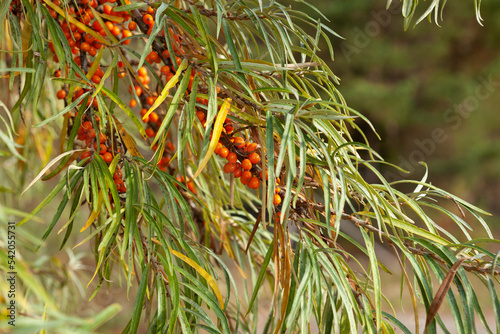 Branch of ripe orange sea buckthorn berries in a garden. Natural, herbal medicine, source of vitamins and energy