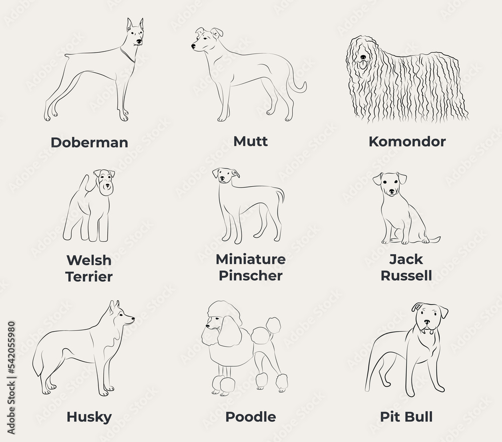 Dog Line Drawing, line art, one color, black and white, vector isolated illustration in black color on white background. Doberman, Mutt, Komondor, Terrier, Pinscher, Husky, Poodle, Pit Bull, Welsh.