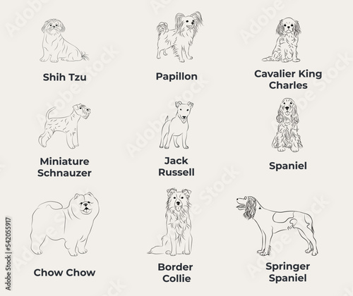 Dog Line Drawing, line art, one color, black and white, vector isolated illustration in black color on white background. Shih Tzu, Papillon, Cavalier King Charles, Miniature Schnauzer, Spaniel, Jack.