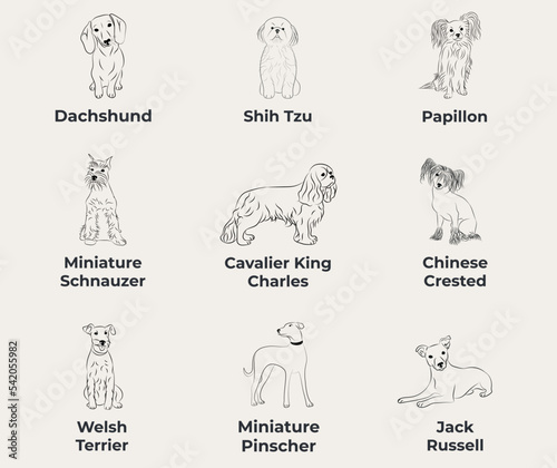 Dog Line Drawing, line art, one color, black and white, vector isolated illustration in black color on white background. Dachshund, doxie, Shih Tzu, Papillon, Miniature Schnauzer, Chinese Crested.