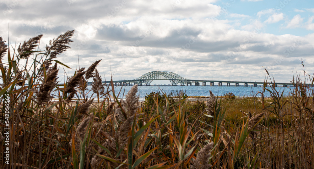 Looking through common reed at the Great South Bay bridge