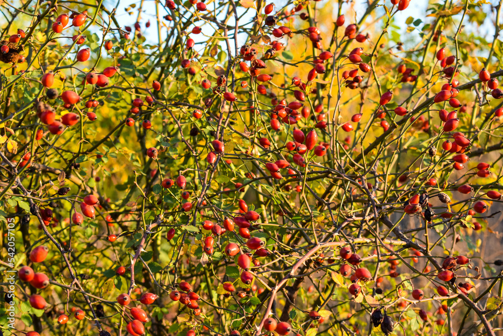 Red little Rose Hips. Rose Hips in the bushes.