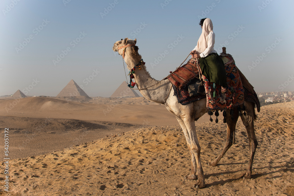 Fototapeta premium Woman on the camel at Giza Pyramids 