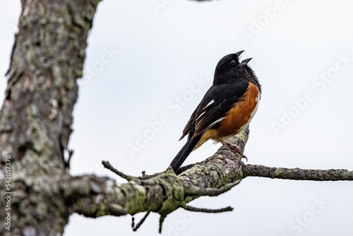 Closeup shot of an adorable eastern towhee (Pipilo erythrophthalmus) bird perched on a branch photo
