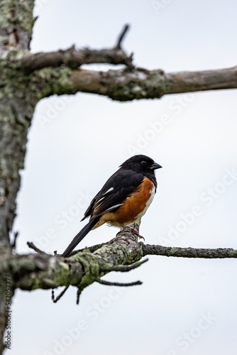 Closeup shot of an adorable eastern towhee (Pipilo erythrophthalmus) bird perched on a branch