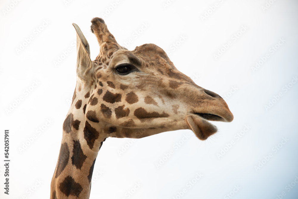 Giraffe Looking for a snack Giraffe Looking for a snack